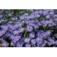 thumbnail image 3 of 100 HEART LEAVED ASTER Cordifolius Blue Wood Aster Flower Seeds, 3 of 9