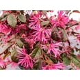 thumbnail image 2 of Ruby Loropetalum in 1 Gal. Grower's Pot,  Live  hedge Shrub, 2 of 2