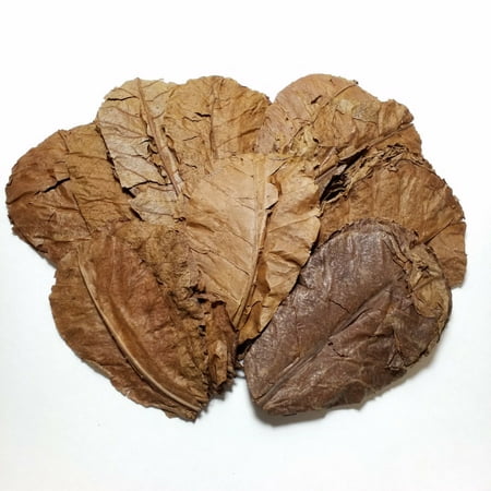400 3''-4'' Indian Catappa Almond Leaves for Freshwater Shrimp, Bettas, Discus Tropical Fish Aquariums & Terrariums…200 Count
