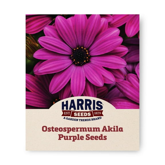 Harris Seeds - Osteospermum Akila Purple F1 Seeds - Flower Planting - 50 Seeds