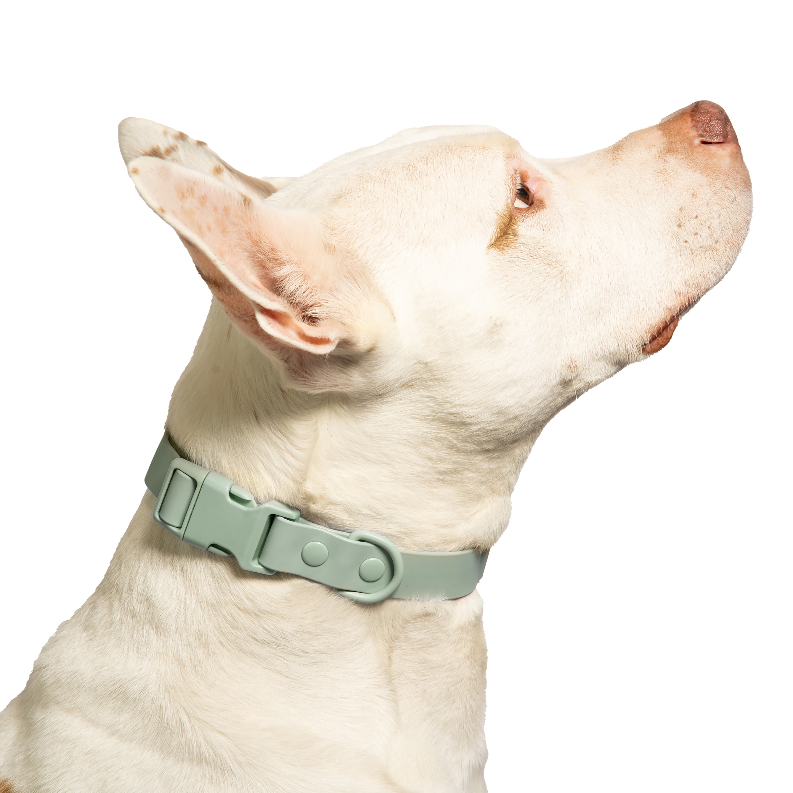 Vibrant Life Water Resistant Adjustable Dog Collar, Sage Green, L