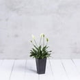 thumbnail image 5 of Root & Vessel Ella Tall Planter, Black, 13.5", 5 of 11
