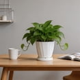 thumbnail image 6 of Hyknon 6.3 Inch Planter Pot with Saucer, Modern Indoor Plastic Plant Pot for Herbs and Flowers, Lightweight Flower Pot Container for Home Office Desk Window Sill Decor, 6 of 6