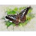 thumbnail image 2 of Alpenglow Workshop 14x12 White Modern Wood Framed Museum Art Print Titled - Outstretched Wings, 2 of 4