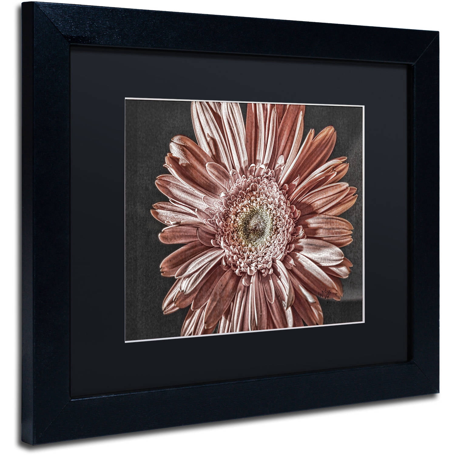 Trademark Fine Art "Silvery Pink" Canvas Art by Lois Bryan, Black Matte, Black Frame