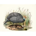 thumbnail image 3 of Joseph Smit 24x19 Black Modern Framed Museum Art Print Titled - Numida Mitrator. (1872), 3 of 5