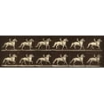thumbnail image 2 of Muybridge, Eadweard 14x7 Gold Ornate Wood Framed with Double Matting Museum Art Print Titled - Motion Study: Man Riding A Horse, 2 of 4