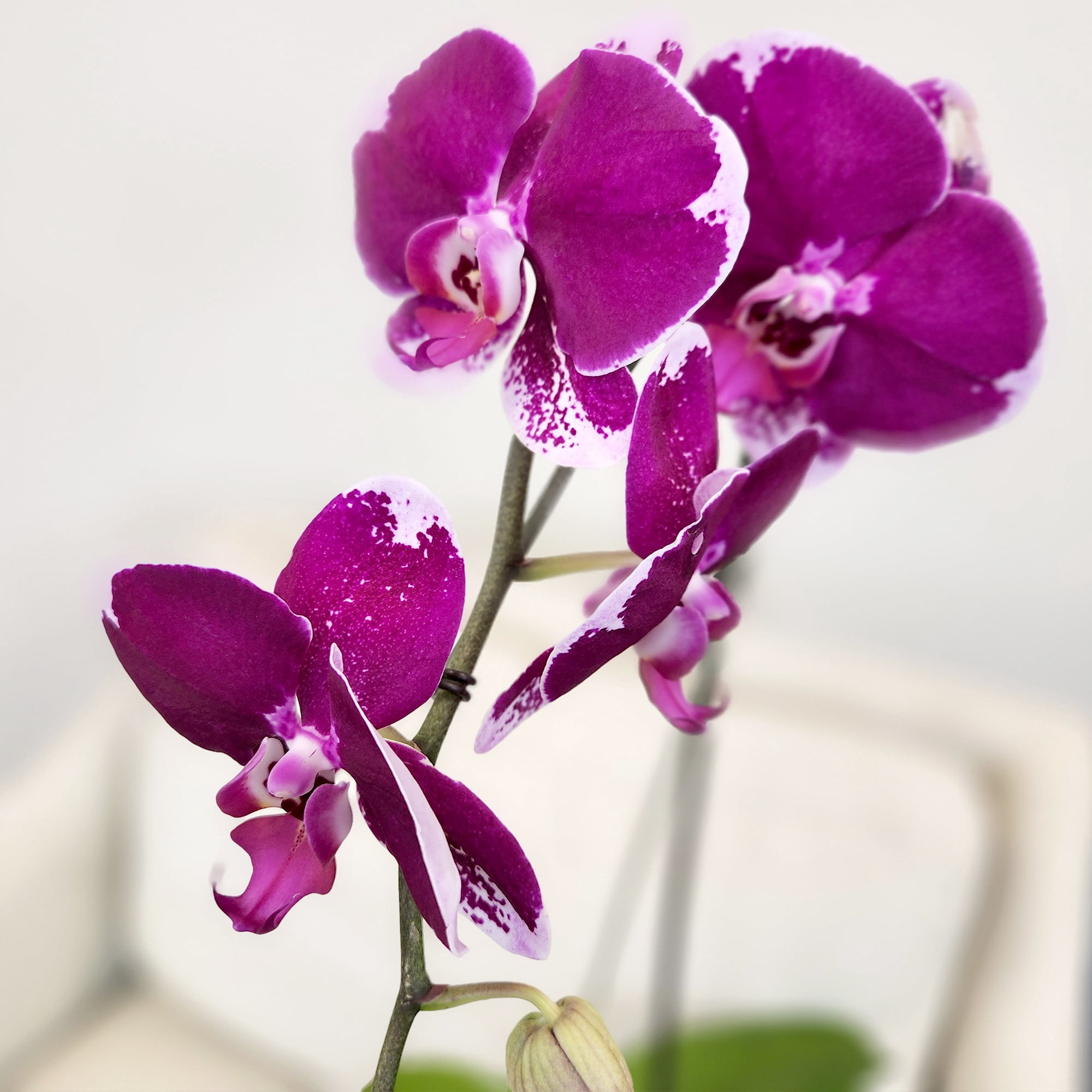 Element Large Purple Live Orchid Decor (Approx 22" Tall) in 5" Blue & White Planter