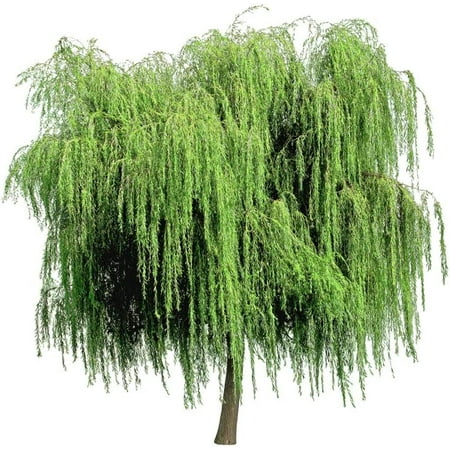 

16+ Thin Gold Weeping Willow Tree Cuttings. Pencil Size or Smaller. Grow 16+ Trees