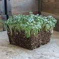 thumbnail image 3 of Ramoso Santana Sprouting Broccoli Seeds - 1 Lb ~144K Seeds - Non-GMO, Open Pollinated - Vegetable Garden, Sprouts & Microgreens Seeds, 3 of 5