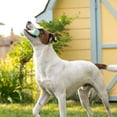 thumbnail image 3 of Chew King By Mammoth Dental Dog Toy Collection, Stick Clinically Proven to Remove Plaque, 3 of 8
