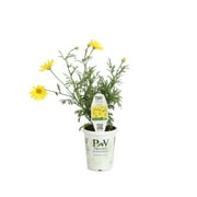 4-Pack, 4.25 in. Grande Golden Butterfly Marguerite Daisy (Argyranthemum) Live Plant Yellow Flowers