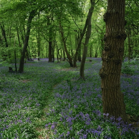 Bluebells in an Ancient Wood in Spring Time in the Essex Countryside, England, United Kingdom Print Wall Art By Jeremy (Best Time To Visit England Countryside)