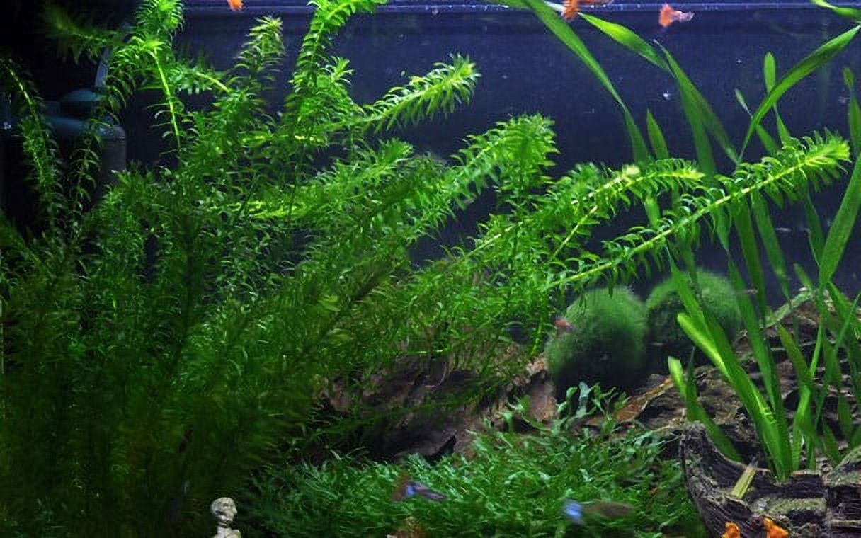 5X Anacharis Egeria Densa Bunches Live Aquarium Plants - image 5 of 12