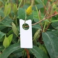 thumbnail image 5 of RichLink 500Pcs 6 Colors Plants Tags Garden Labels Mark Grape Sign Board for Grape Plastic Multifunction Portable Melon Fruit, 5 of 10