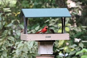 Birds Choice Green and Beige Fly-Thru Platform Bird Feeder