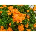 thumbnail image 3 of Seedville 10 Orange Marmalade Crossandra Flower Seed, 3 of 11