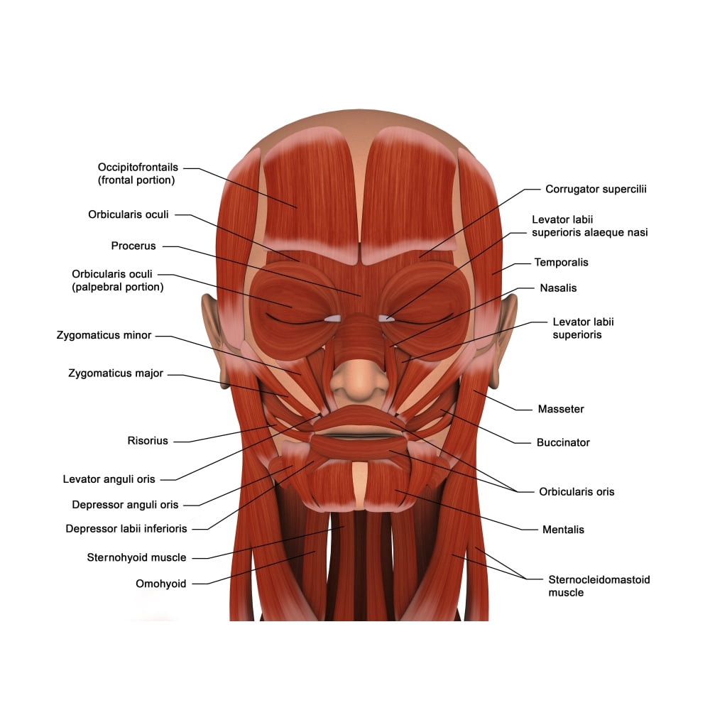 Facial muscles of the human head (with labels) Stretched Canvas