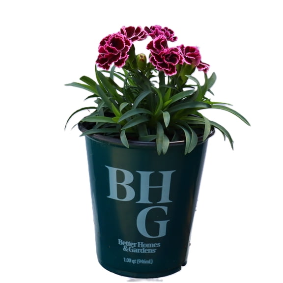 Better Homes & Gardens Purple Dianthus Carnation Sunflor Finesse 1QT Live Plant for Full Sun