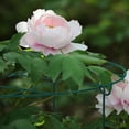 thumbnail image 4 of Garden Climbing Frame Green Grid Support Flower Pot Stakes for Peony Climbing Vegetable, 4 of 7