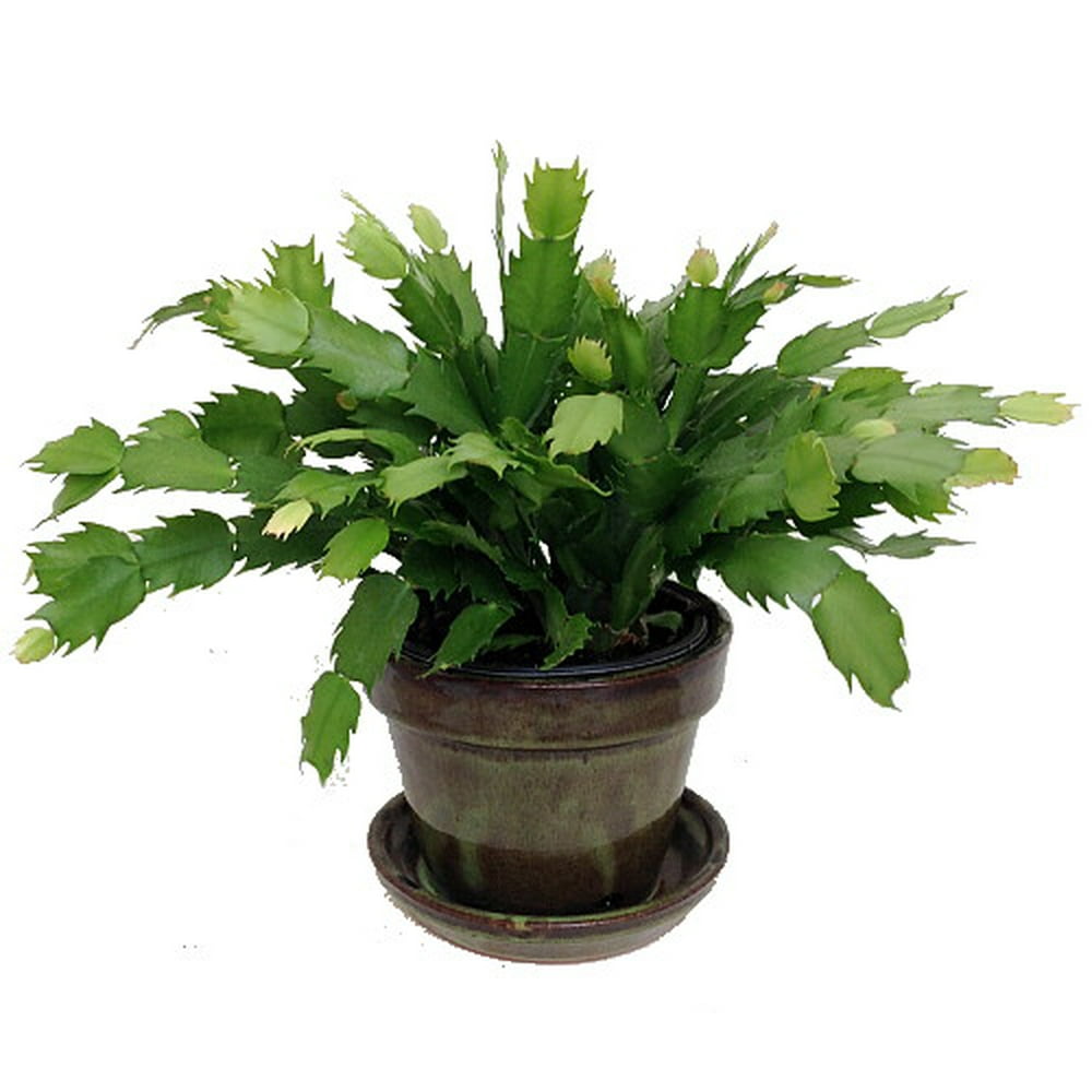 Hirt's Yellow Christmas Cactus Plant Zygocactus 5.5" Glazed Ceramic