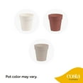 thumbnail image 6 of Exotic Angel Colorama Assorted 4" Foliage House Plant by Costa Farms in 4.4" Decor Pot, 6 of 9
