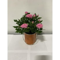 4" Live Mini Pink Rose Bush in 4" Orange Paint Can Gift Container