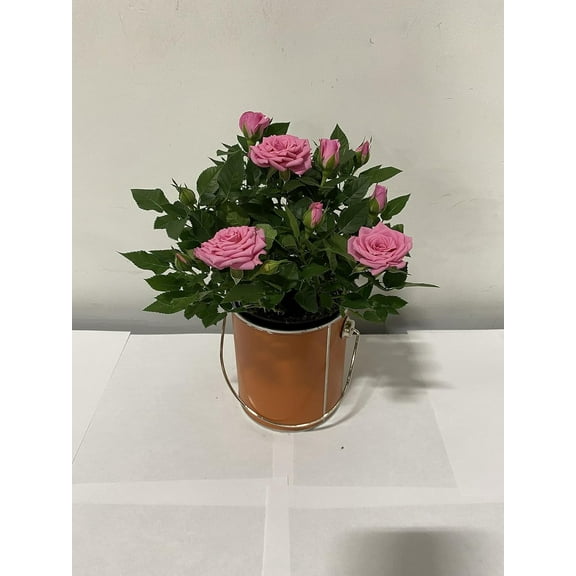4" Live Mini Pink Rose Bush in 4" Orange Paint Can Gift Container