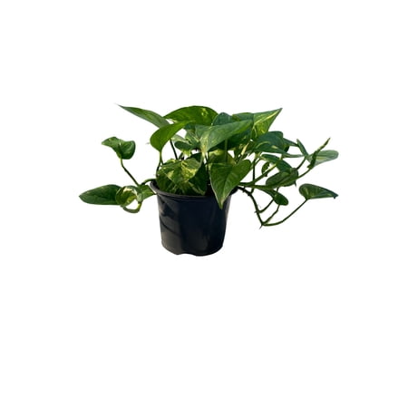 Gold-yellow Variegated Gold Pothos Live Plants in 6-inch Container, Stunning & Vibrant