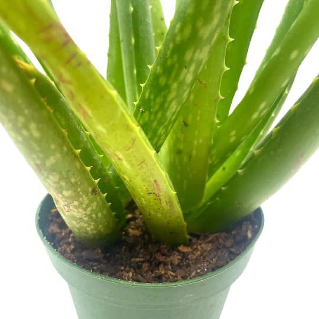 aloe jeju Jeju Aloe Ice main image 0