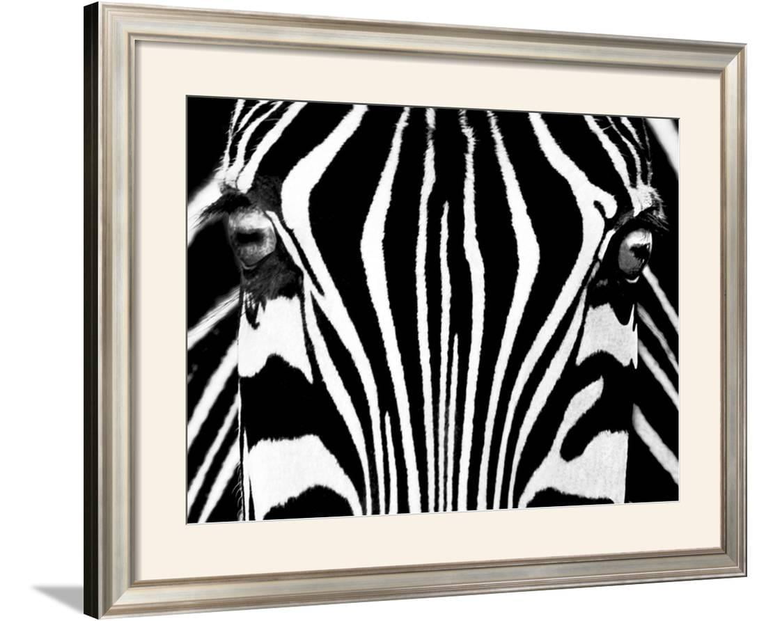 AFRICAN WILDLIFE ART PRINT Zebras Rocco Sette
