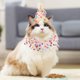thumbnail image 4 of juego de gorro y bufanda de cumpleaños para cachorro, bonito collar de encaje, corona, sombrero, disfraz para gatos y perros pequeños., 4 of 8