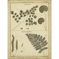 thumbnail image 2 of Art.com Diderot Antique Ferns IV Art Print by Daniel Diderot, 12" x 16", 2 of 4