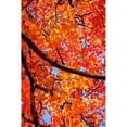 thumbnail image 3 of Hausenflock, Alan 11x14 Black Modern Framed Museum Art Print Titled - Autumn Glory II, 3 of 5