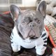 thumbnail image 5 of Sudadera con capucha para perros de moda para mascotas, ropa deportiva para perros de otoño e invierno, 5 of 5