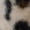 米白色, variant on Women's Leopard Faux Fur Mid Calf Boots - Warm Plush Winter Boots Non-Slip Casual Snow Boots