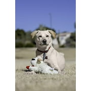 KIT Lamb Chop, 10, 2pk