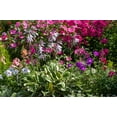thumbnail image 3 of 2 Gallon (7.5L) Francee Hosta, 3 of 4