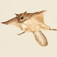 thumbnail image 3 of CafePress - Flying Squirrel T Shirt - Men's Classic Graphic T-Shirt, 3 of 4
