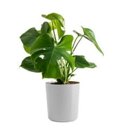 Costa Farms Live 24-inch Tall, Big Leaves Green Monstera Deliciosa, Medium Indirect Sunlight, Indoor House or Office Floor Plant, in 9.25-inch Dcor Pot