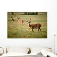 thumbnail image 1 of White Tailed Deer Wall Mural by Wallmonkeys Peel and Stick Graphic (48 in W x 32 in H) WM29206, 1 of 4