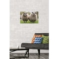 thumbnail image 2 of Sheep Standing In The Meadow Wall Poster, 14.725" x 22.375", 2 of 6