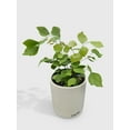 thumbnail image 3 of Maidenhair Silver Dollar Fern 'Adiantum Peruvianum' - Live Air-Purifying Indoor Plant in Nursery Pot – Easy Care, Low Maintenance Houseplant for Home & Office Decor, Natural Air Cleaner, Best for, 3 of 7
