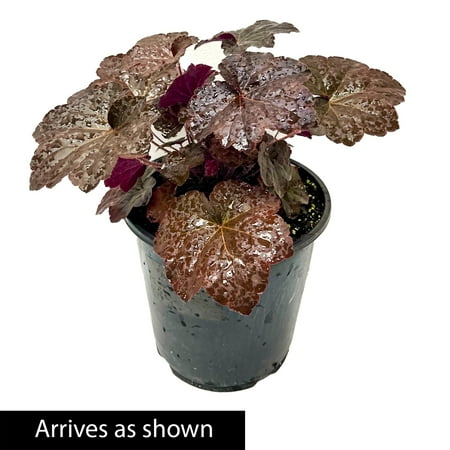Direct Gardening Palace Purple Coral Bells 1 Gallon Shade Perennial Plant