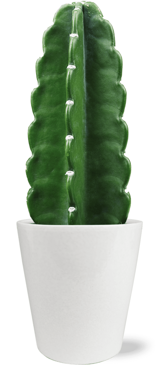 Wild Interiors 9-15" Tall Cuddly Cactus Live Plant in 5" White Ceramic Pot, House Plant