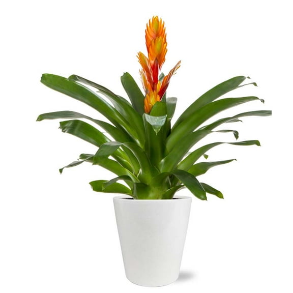 From You Flowers - Orange Bromeliad with Free Pot (Fresh Plant)