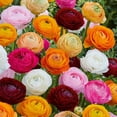 thumbnail image 1 of TASC Flower Bulbs - Ranunculus Asiaticus Assorted (20 Bulbs), 1 of 2