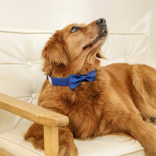 Dog tie collar hotsell