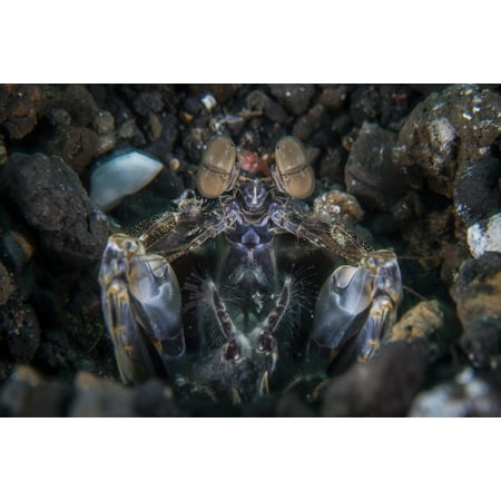 A large mantis shrimp waits to ambush prey on a reef in Lembeh Strait Indonesia This group of crustaceans has the best vision of any animal on Earth Poster (Best Metal Groups Of All Time)