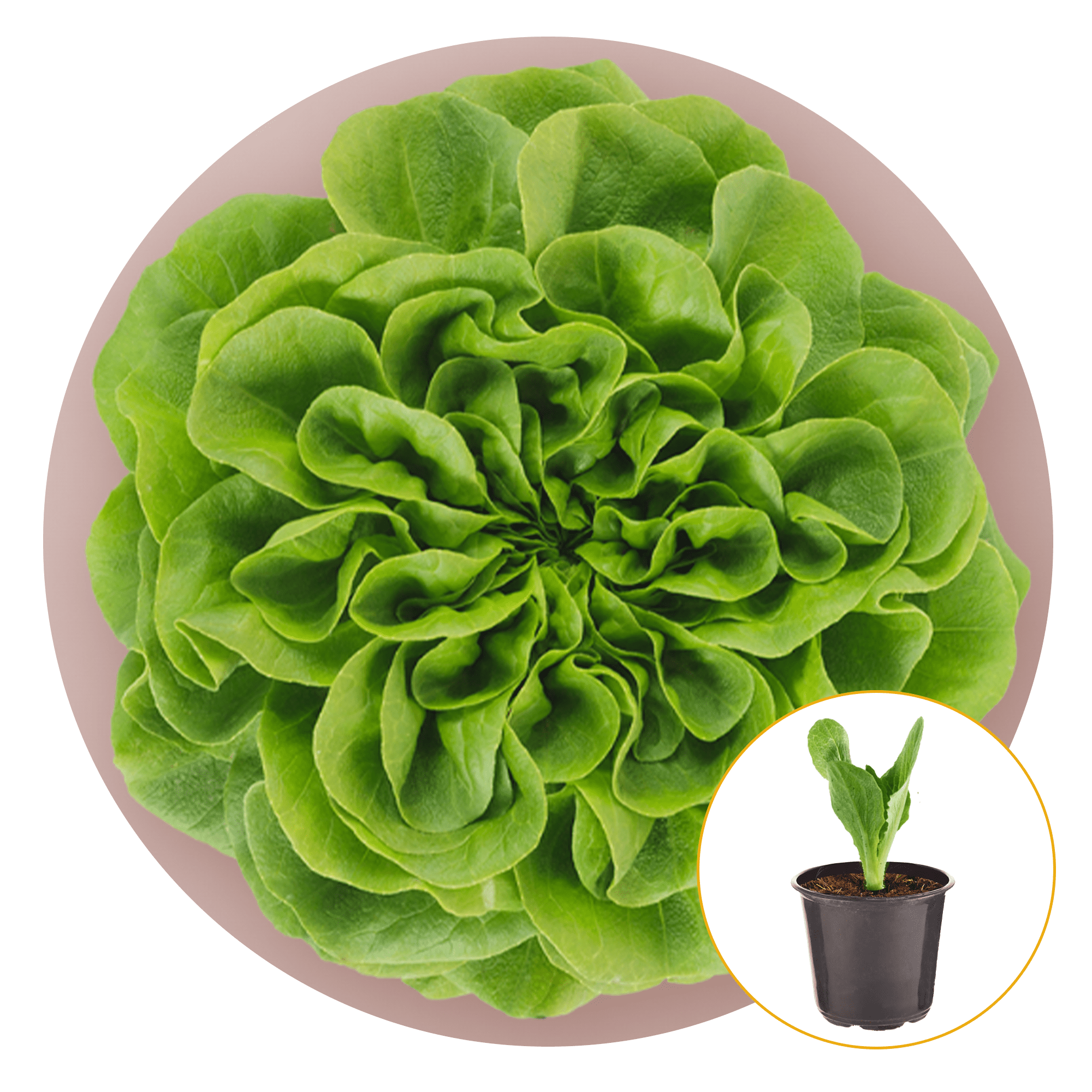 Ferry-Morse Plantlings Salanova Lettuce Blend Live Plants 4in. Pot, 2 Pack